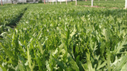 Azienda Agricola Biologica di D'Acunto Maurizio