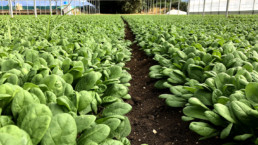 Azienda Agricola Biologica di D'Acunto Maurizio