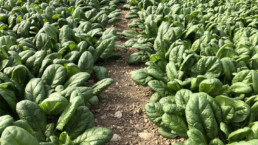 Azienda Agricola Biologica di D'Acunto Maurizio