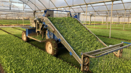 Azienda Agricola Biologica di D'Acunto Maurizio