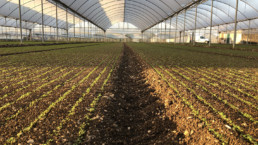 Azienda Agricola Biologica di D'Acunto Maurizio