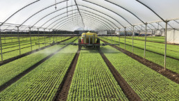 Azienda Agricola Biologica di D'Acunto Maurizio