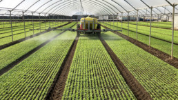 Azienda Agricola Biologica di D'Acunto Maurizio